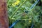 Plant disease, tomato late blight disease