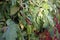 Plant disease, tomato late blight disease