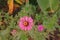 Plant disease, zinnia fungal spot on flower and leaves