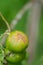 Plant diseases, Citrus canker