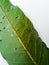 Plant diseases and damage on Mango leaf
