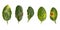 Plant diseases ,Lime leaf damage from leaf miner,Citrus canker and Thrips isolated on white background