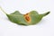 Plant diseases - pear leaf (underside) with Pear rust