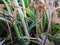 Plant diseases, Septoria tritici blotch of wheat.