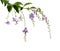 Plant Duranta with flowers isolated on white background.