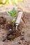 Plant in earth on small spade