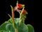 A Plant of Echeveria Elegans Has Released a Bunch of Orange-Yellow Buds, Isolated On Black Background