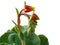 A Plant of Echeveria Elegans Has Released a Bunch of Orange-Yellow Buds, Isolated On White Background