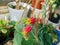 The Plant Echeveria Elegans Latin Name Blooms with A Bunch of Orange-Yellow Buds, The Background Is Blurred