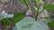 Plant of Eggplant or Solanum melongena also called eggplant