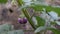 Plant of Eggplant or Solanum melongena also called eggplant