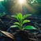 plant emerges from the debris at dawn after Concept of hope