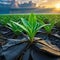 plant emerges from the debris at dawn after Concept of hope