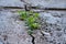 The plant emerging from the crack of the concrete wall