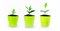 Plant evolution - seedlings growing in small glasses, isolated