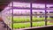 Plant factory Vertical agriculture vertical farm indoor farm