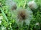 plant faded dandelion in green grass