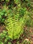 Plant ferns in nature as vase 2