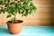 Plant ficus benjamina in a brown pot standing on wooden blue table in front of unpainted wall, natural rustic style