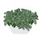 Plant a fittonia silvery Fittonia argyroneura in a pot