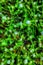Plant flower green leaf shrub herb wildflower grass garden produce tree vegetation lawn woodland meadow nature forest jungle