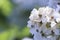 The plant flower of the romantic white flower hydrangea