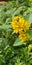 Plant flower yellow Evergreen