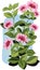 Plant flowering oregano