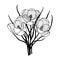 Plant flowers Crocus, Saffron. Vector stock illustration eps10. Hand drawing, outline, isolate on a white background.