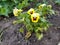 The plant, flowers of yellow color with a dark violet heart on a green stem, with light green leaves. The soil is covered with gr