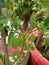 Plant food tomatoplant greenplant