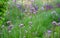 The plant forms square stems overgrown with sessile, gray-felted leaves. In summer, light purple to pink-violet tubular flowers