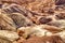 Plant Fossils in Badlands of Petrified Forest National Park, Arizona