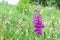 Plant foxglove digitalis purpurea outdoors