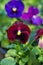 Plant for garden pansies