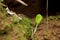 A plant germinating through a seed