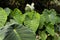 Plant with giant leaves, very large leaves, called the giant elephant`s ear Alocasia macrorrhiza. The leaves are water-repellen