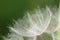 A plant that gives seeds in the form of down. Fluffy plant close-up