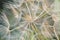 A plant that gives seeds in the form of down. Fluffy plant close-up