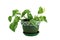 Plant golden pothos Epipremnum aureum in a clay pot on with a white background