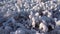 Plant grass frozen with ice snow close up. Macro shot of grass covered with white crystal snowflake