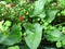 Plant with greater green leaves in a greenhouse