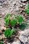 plant green cassava field in the nature sapling