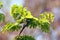 A Plant With Green leaves