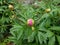 Plant with green leaves and pink flower bud blooming