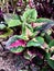 a plant with green leaves with purple hues, plant Iler (Coleus atropurpureus) has many health benefits The beautiful one