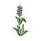plant green wheat color icon vector illustration