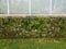 Plant greenhouse with brick wall with moss and ferns