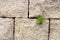 Plant grow up on rock brick wall