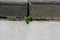 plant growing on concrete old stairs. hope & survival concept